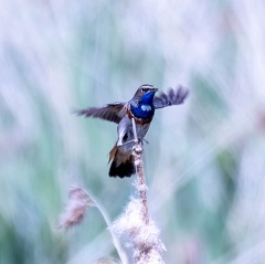 Gorgebleue à miroir Luscinia svecica - Bluethroat