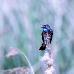Gorgebleue à miroir Luscinia svecica - Bluethroat