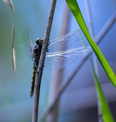 Orthétrum réticulé -  Orthetrum cancellatum 