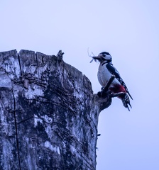 Pic épeiche Dendrocopos major - Great Spotted Woodpecker