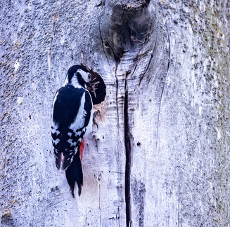 Pic épeiche Dendrocopos major - Great Spotted Woodpecker