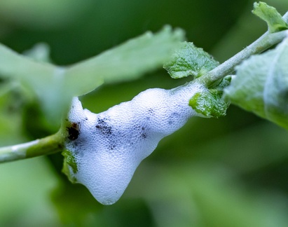 Cercopoidea