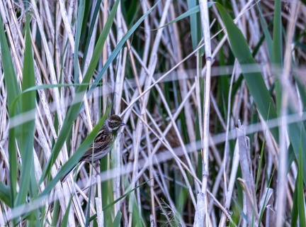 Bruant des roseaux Emberiza schoeniclus - Common Reed Bunting (femelle)