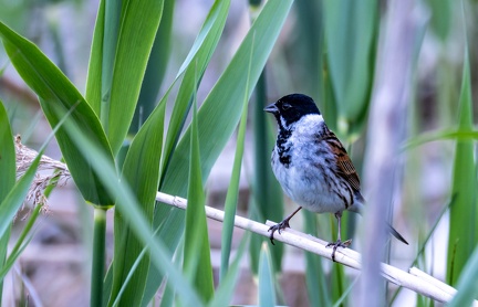 Bruant des roseaux Emberiza schoeniclus - Common Reed Bunting