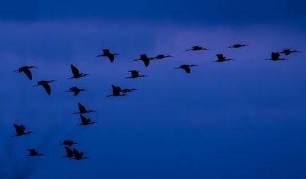 Ibis falcinelle Plegadis falcinellus - Glossy Ibis