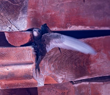 Martinet noir Apus apus - Common Swift