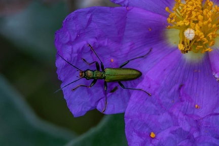 chrysanthia viridissima