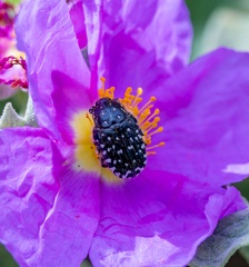 cétoine grise