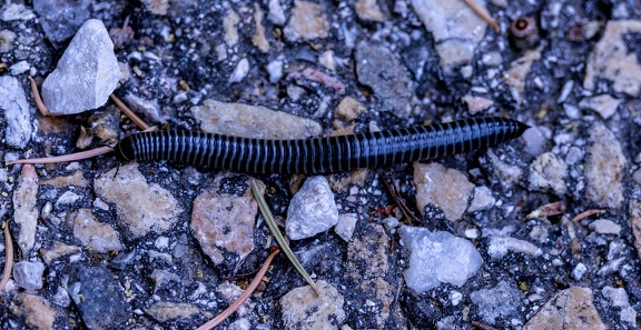 myriapode