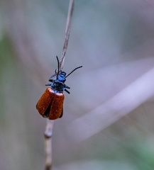 omophlus spec
