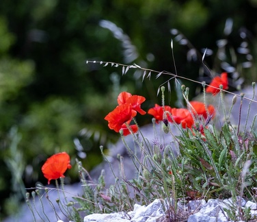 coquelicot
