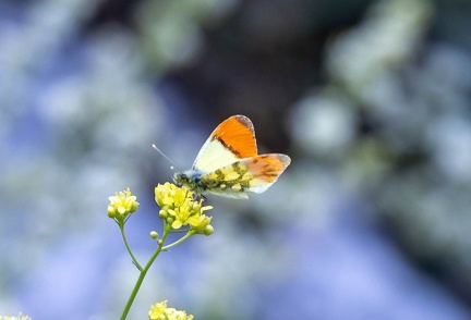 aurore de provence
