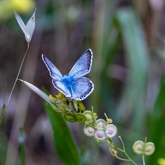 azuré bleu céleste