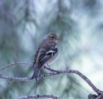 Pinson des arbres Fringilla coelebs - Eurasian Chaffinch