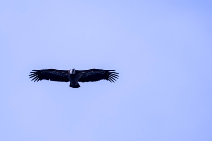 Vautour fauve Gyps fulvus - Griffon Vulture