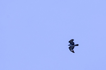 Aigle de Bonelli Aquila fasciata - Bonelli's Eagle