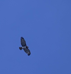 Circaète Jean-le-Blanc Circaetus gallicus - Short-toed Snake Eagle