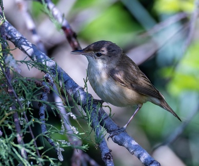 Rousserolle effarvatte Acrocephalus scirpaceus - Common Reed Warbler