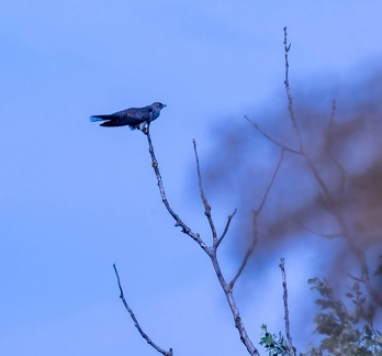 Coucou gris Cuculus canorus - Common Cuckoo