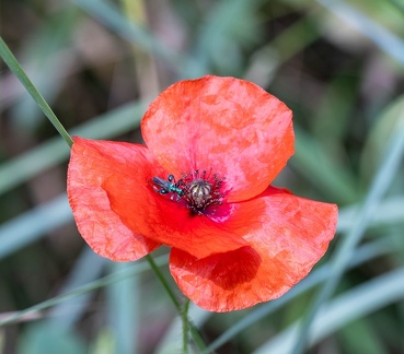 coquelicot et chrysanthia viridissima