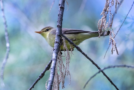 Hypolaïs polyglotte Hippolais polyglotta - Melodious Warbler