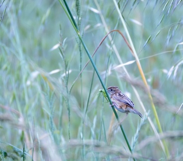 Cisticole des joncs Cisticola juncidis - Zitting Cisticola