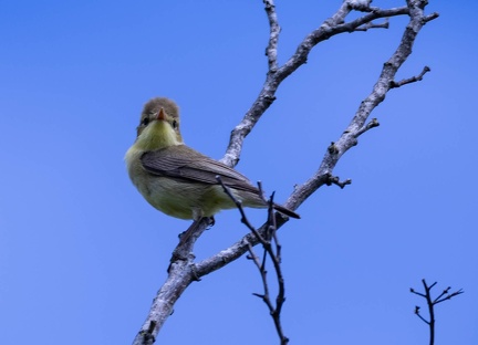 Hypolaïs polyglotte Hippolais polyglotta - Melodious Warbler