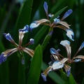 iris fétide