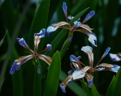 iris fétide