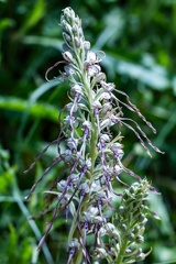 orchis bouc