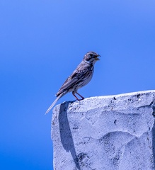 Bruant proyer Emberiza calandra - Corn Bunting