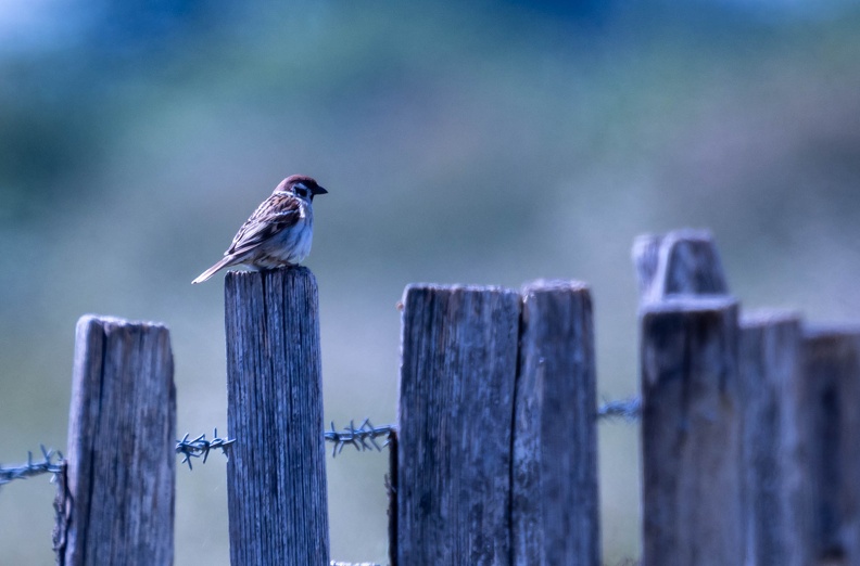 Moineau friquet Passer montanus - Eurasian Tree Sparrow