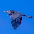 Héron pourpré Ardea purpurea - Purple Heron
