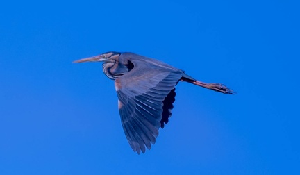 Héron pourpré Ardea purpurea - Purple Heron