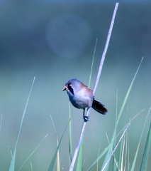 Panure à moustaches Panurus biarmicus - Bearded Reedling