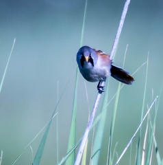 Panure à moustaches Panurus biarmicus - Bearded Reedling