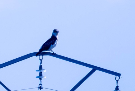 Circaète Jean-le-Blanc Circaetus gallicus - Short-toed Snake Eagle