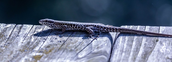 lézard des murailles
