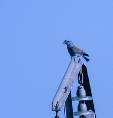 Rollier d'Europe Coracias garrulus - European Roller