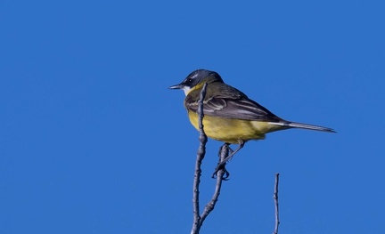 Bergeronnette ibérique Motacilla flava iberiae - Western Yellow Wagtail (iberiae)