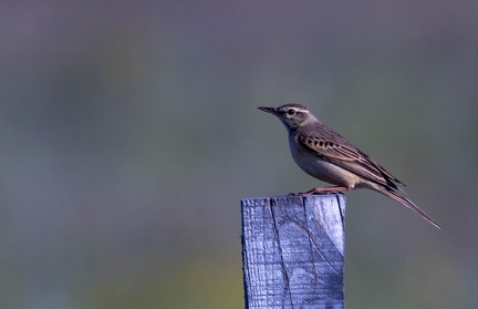 Pipit rousseline Anthus campestris - Tawny Pipit