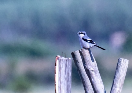 Pie-grièche méridionale Lanius meridionalis - Iberian Grey Shrike