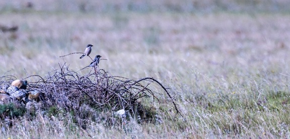 Pie-grièche méridionale Lanius meridionalis - Iberian Grey Shrike