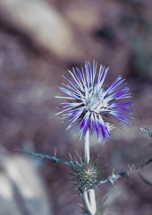 galactites tomentosa