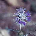 galactites tomentosa