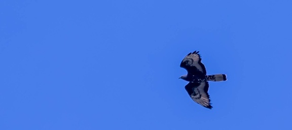 Bondrée apivore Pernis apivorus - European Honey Buzzard