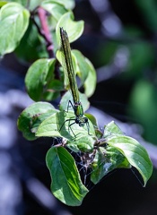 Odonate Zygoptère (demoiselle) Caloptéryx éclatant Calopteryx splendens (femelle)