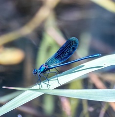 Odonate Zygoptère (demoiselle) Caloptéryx éclatant Calopteryx splendens