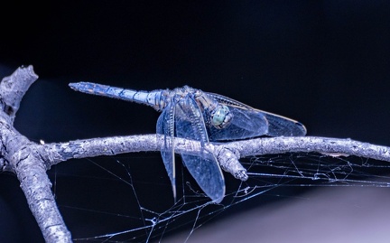  libellule : orthétrum réticulé (Orthetrum cancellatum) 