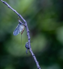 hexagenia limbata